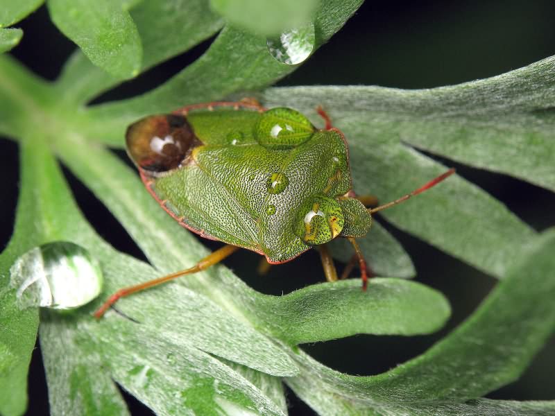 Palomena prasina (Linnaeus, 1761)